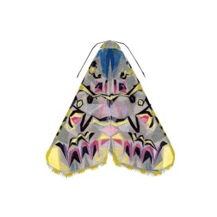 Lily Moth Print